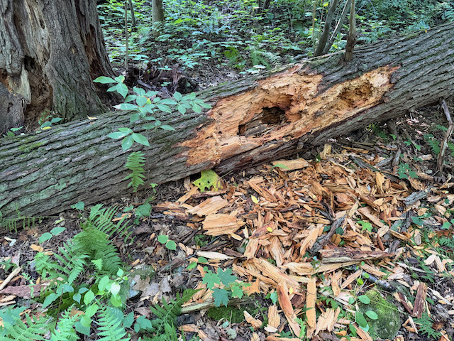 bear marks - 1.jpeg