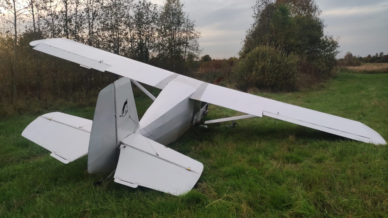 чибис вынужденная.jpg