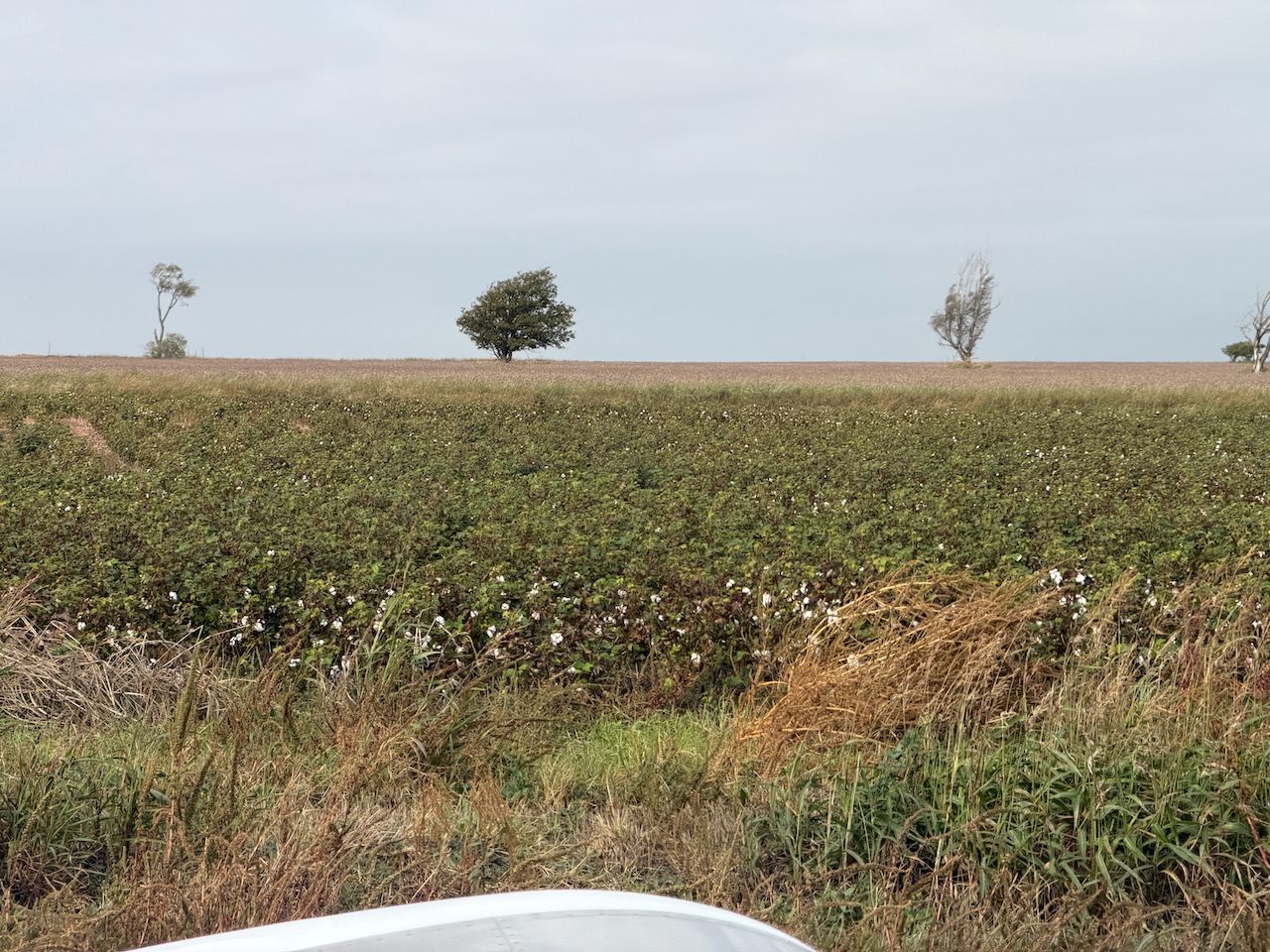 cotton field - 1 (1).jpeg