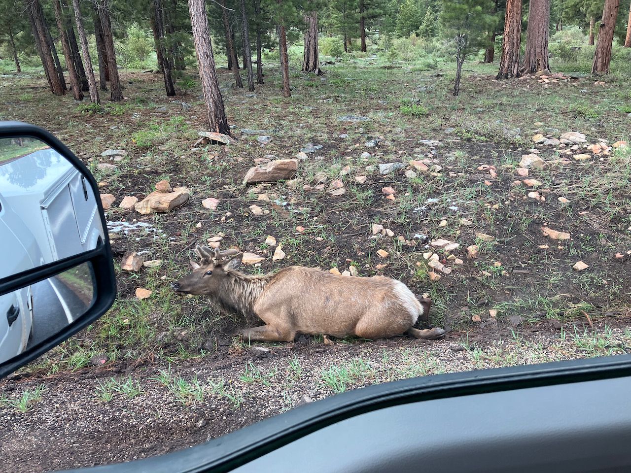 injured elk - 1 (1).jpeg