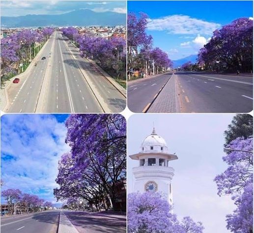 jakarta tree.jpeg