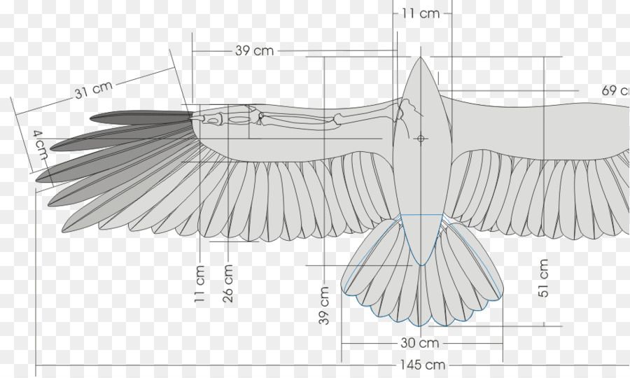 kisspng-bird-wing-glider-dihedral-flight-5aeb2a1fbb4cd6.0056706615253611837672.jpg