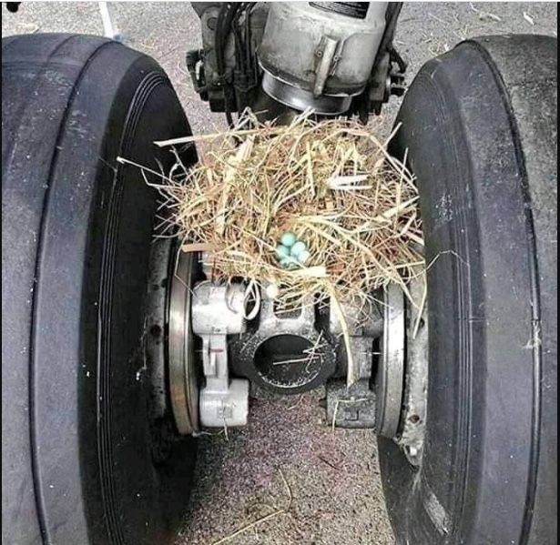 Plane & birthd eges .jpeg