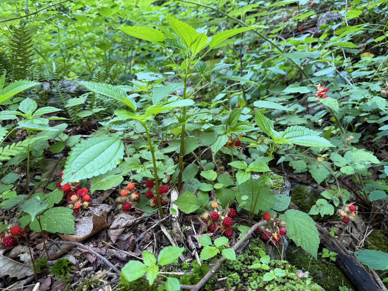 Raspberries - 1.jpeg