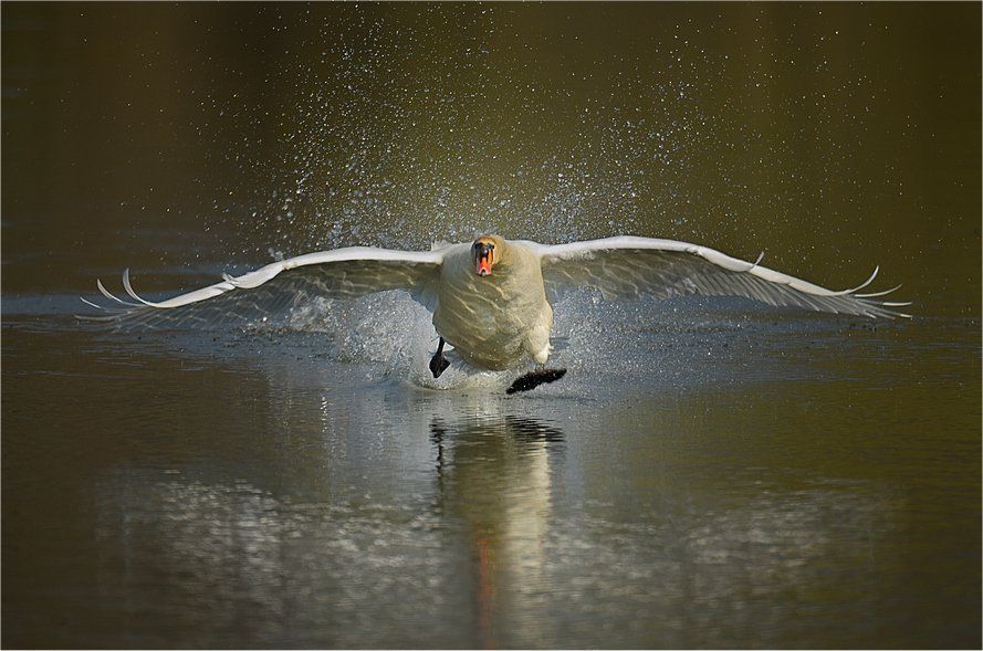 Разбег гуся по воде.jpg