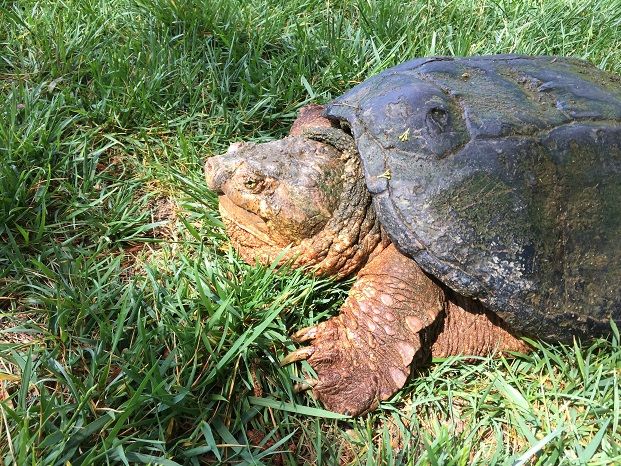 Snapping turtle_2sm.jpg