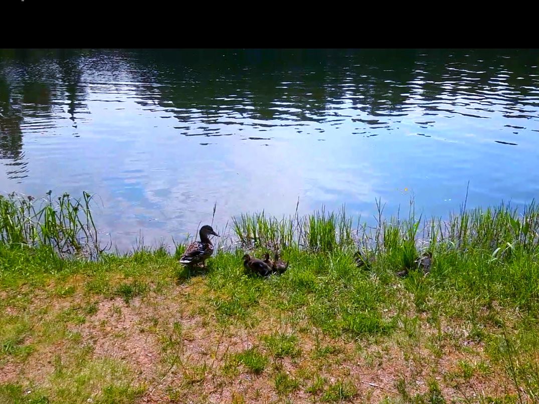 Утки.jpg Утки.jpg