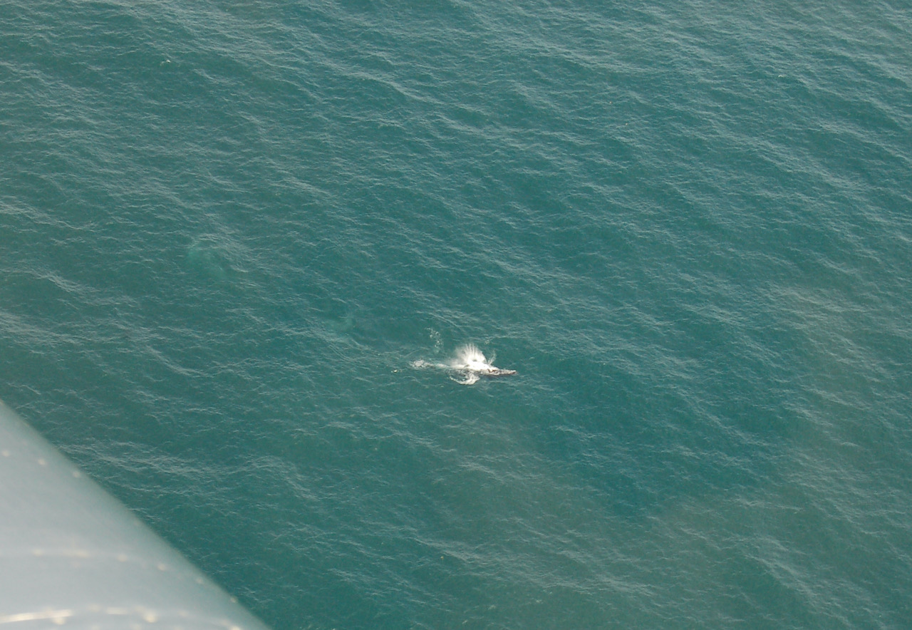 whale watch - 1.jpeg