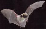 bat_001.JPG