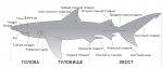 800px-Parts_of_a_shark_ru_svg.jpg