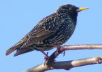 Starling_001.jpg