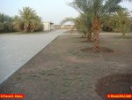 001-Dhaid-Airdrom_Private_Palm__7_.JPG