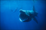 Basking_Shark.png