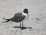 Sarasota_2008_058.jpg