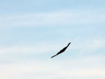 DSC00104.jpg