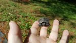 Snapping_turtle_2sm_001.jpg