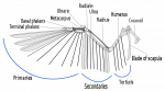 800px-Birdwing_svg.png