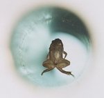 220px-Frog_diamagnetic_levitation.jpg