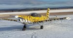 tigra_001.jpg