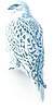 orel.png