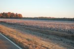 cotton_field.jpg