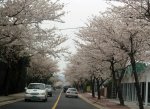 sakura.jpg