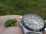 sized_frog.JPG