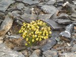 DSC02446.JPG