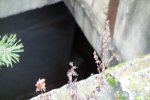 DSC00203_001.JPG