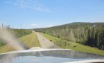 Bisons_on_Alaska_Highway_-_1.jpg