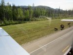 Bisons_on_Alaska_Highway_-_1__3_.jpg