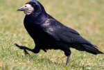 800px-Rook_-_Corvus_frugilegus__476445950_.jpg