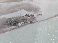 polar bears - 1.jpeg