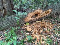 bear marks - 1.jpeg