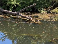 Turtles - 1.jpeg