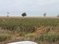 cotton field - 1 (1).jpeg