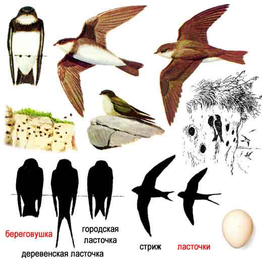 Ласточки как отличить самца от самки фото