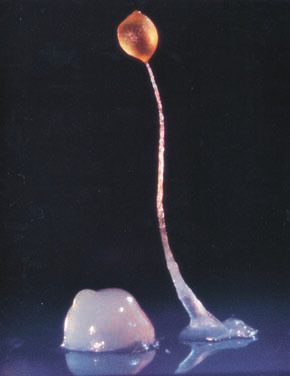 ameba_7_290.jpg