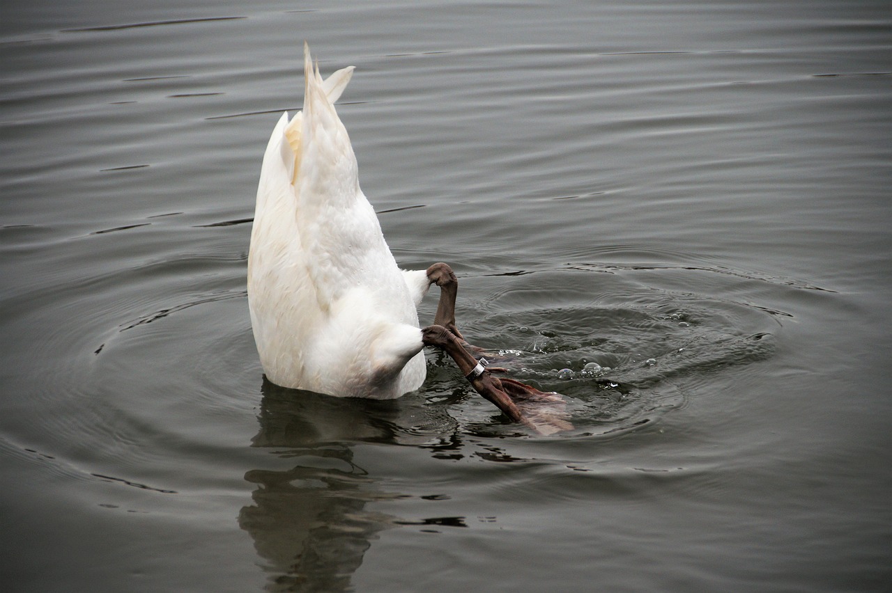 swan-4712756_1280.jpg