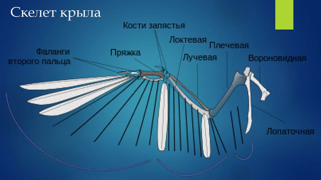 Анатомия птицы скелет