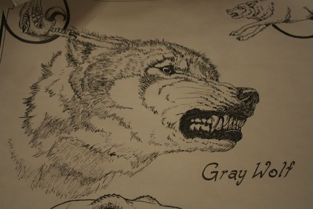 BradleyGrayWolf-1.jpg